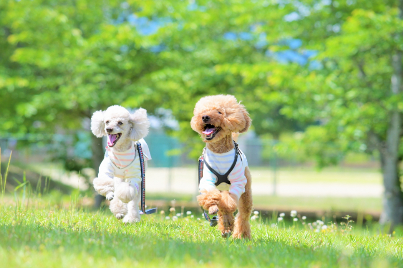 犬が穴を掘る理由とは 対策方法ややめさせるときの注意点を解説 愛犬 お悩みブログ