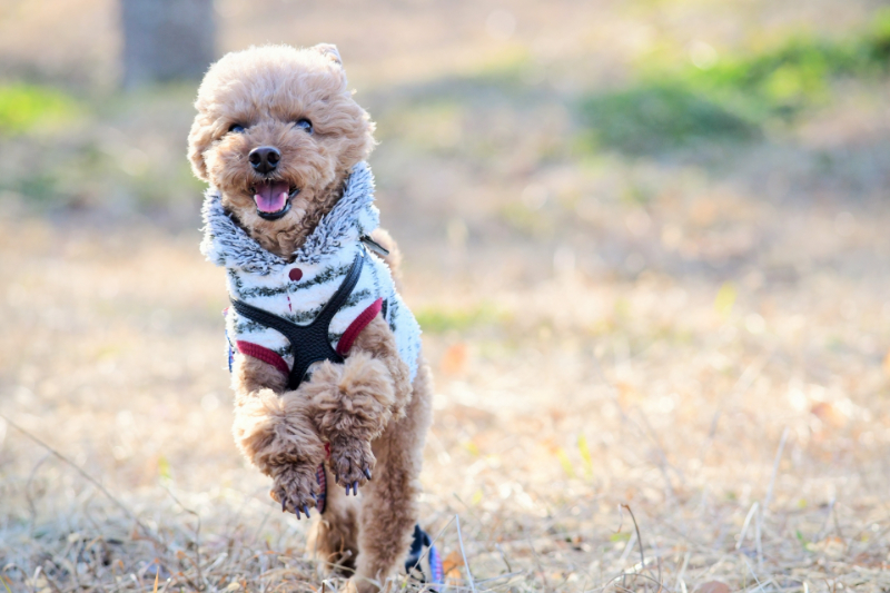 愛犬を長生きさせるための秘訣 犬の長生きのために避けたいことも併せて紹介 愛犬 お悩みブログ