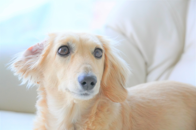 犬の耳垢が匂うときは要注意 病気の兆候として判断する耳垢の状態や耳掃除について解説 愛犬 お悩みブログ