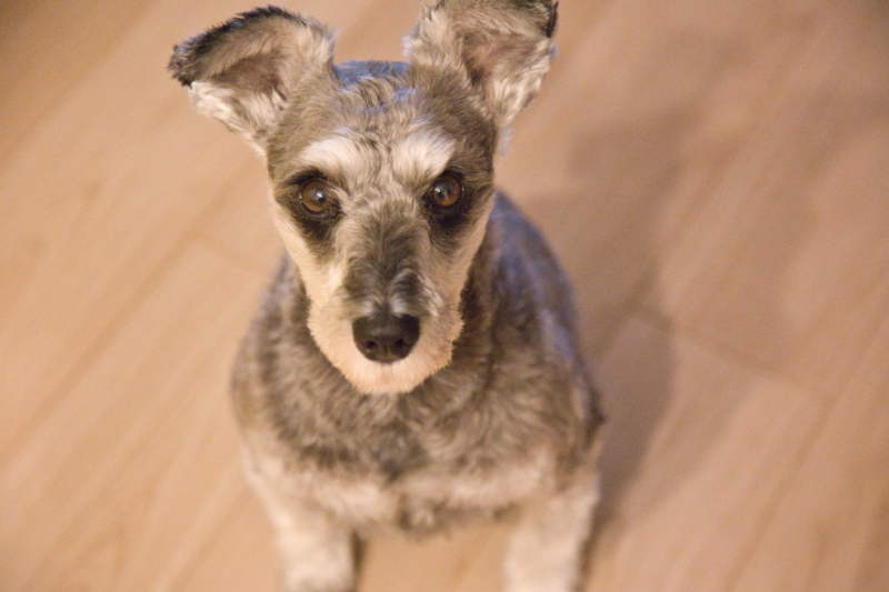 垂れ耳タイプの犬種14選 垂れ耳の犬は必ず注意したい耳の病気についても詳しく解説 愛犬 お悩みブログ