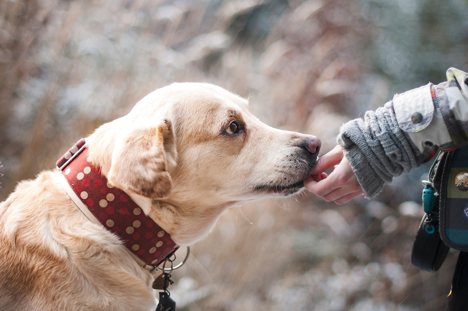 犬 長生き の 秘訣