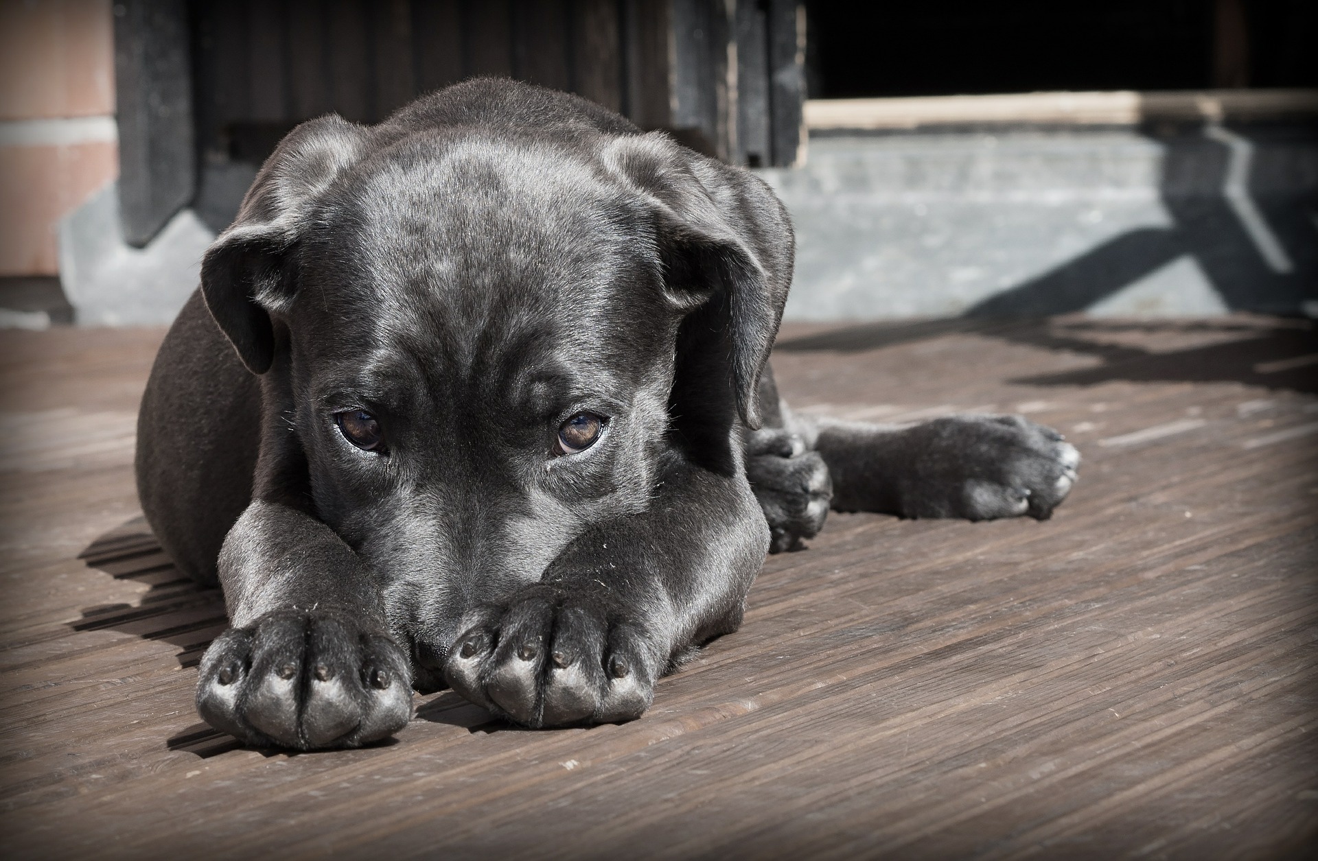 犬も反抗期を迎えることがある｜犬が反抗期を迎える年齢や行動、対処方法などくわしく解説