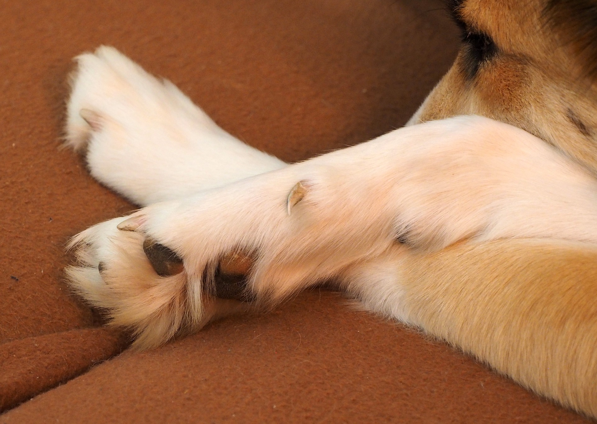 犬が爪切りを嫌がるのはなぜ？｜対処法と道具、注意点を解説