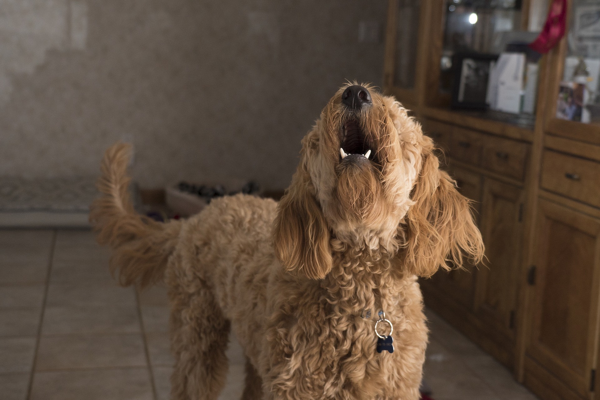 子犬が吠えるのはなぜ？｜5つの理由としつけ方をわかりやすく解説