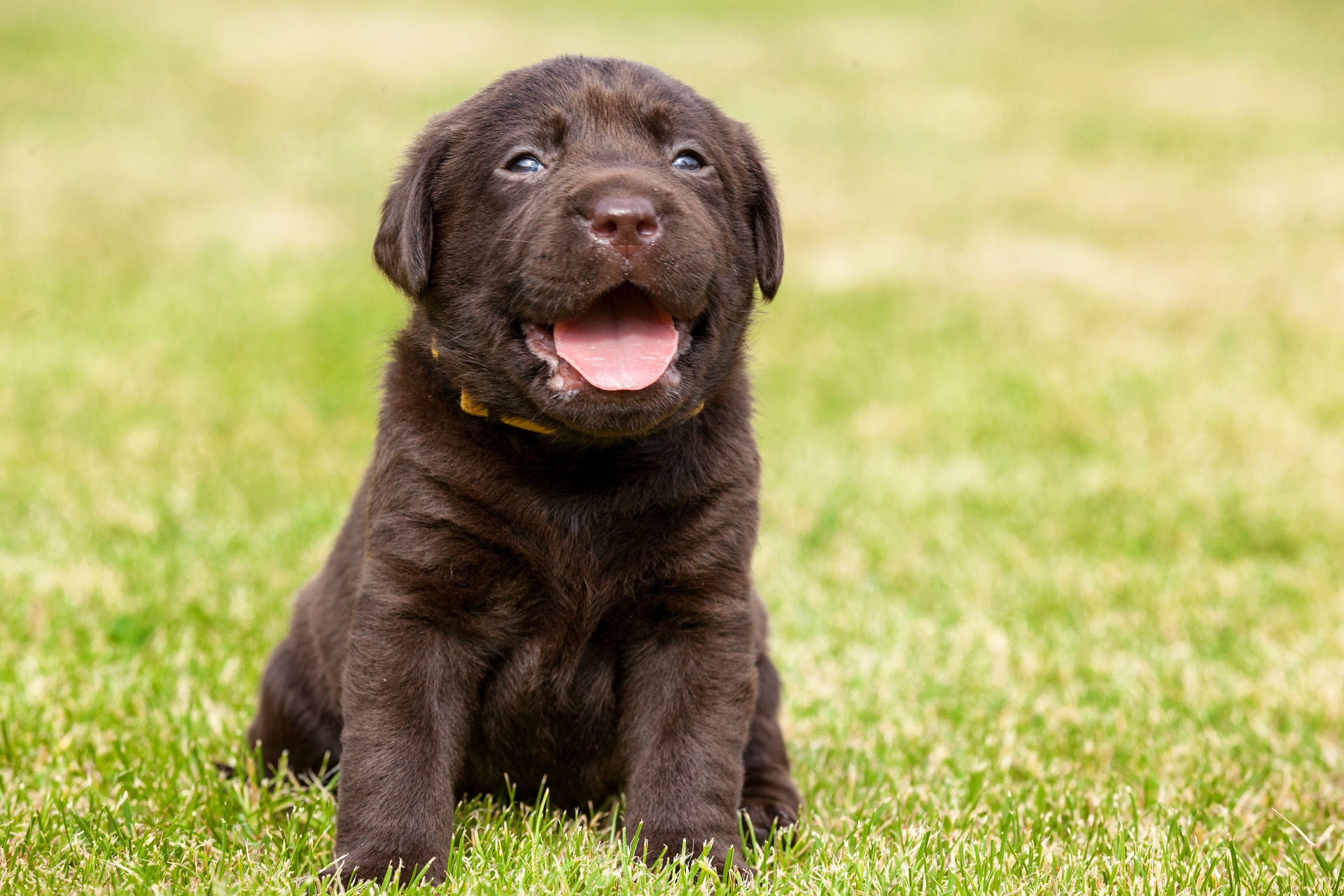 犬が口をなめるのはなぜ？｜行動の意味や注意点、やめさせるための方法など解説