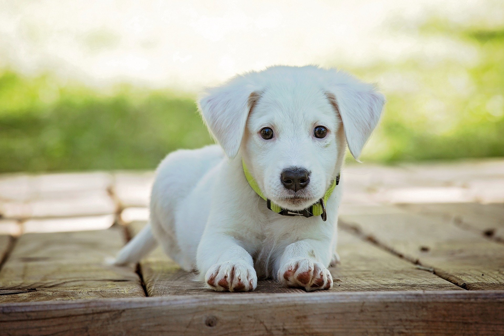 犬が興奮したときの対処法とは｜興奮の原因や注意すべきポイントも詳しく紹介