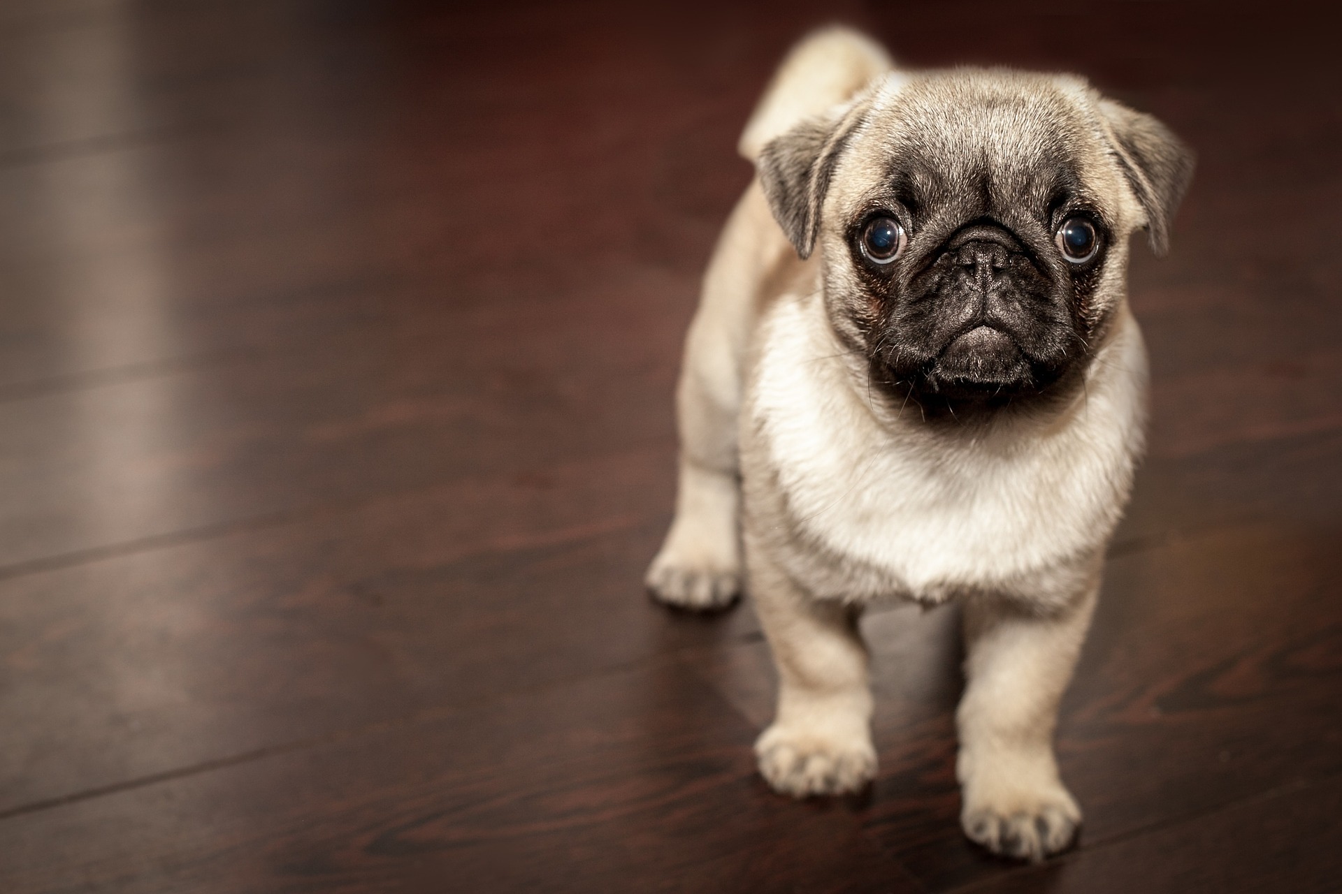 フローリングは犬のけがの原因になる？｜注意が必要な状況や滑らないための対処方法を紹介