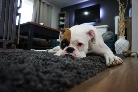 フローリングで犬が滑らないためにカーペットが必要？｜選び方やおすすめ商品を紹介