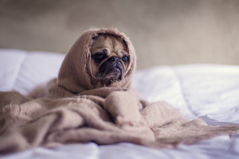 室内で犬を飼う場合のレイアウトのポイントは 準備から注意点まで詳しく紹介 愛犬 お悩みブログ