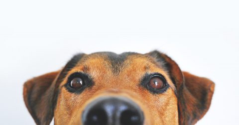 犬の視力は0.3程度｜動体視力に優れ、色の識別が苦手な犬の「目」について詳しく解説