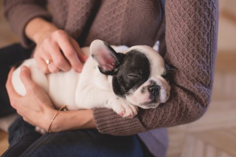 愛犬が喜ぶ撫で方や部位を知ろう｜犬を撫でるときのコツや注意点など詳しく解説