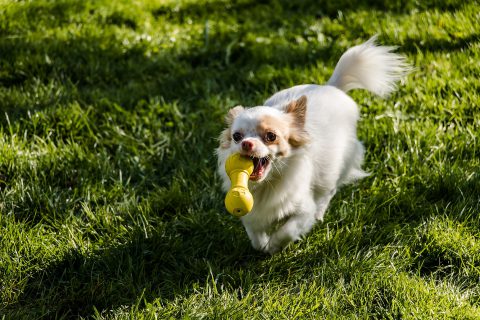 犬のダイエットは必要？｜肥満がもたらすリスク、愛犬の食事と運動面のポイントを紹介