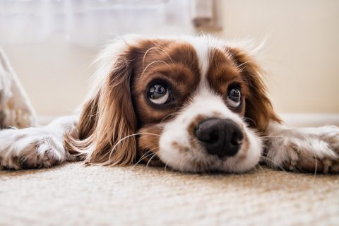 犬は反省する？｜叱られたあとの態度の見極め方・反省させる上手な叱り方