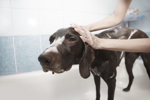 犬のお風呂はどうする？バスタブで入れる？|手順・温度・頻度などを詳しく解説
