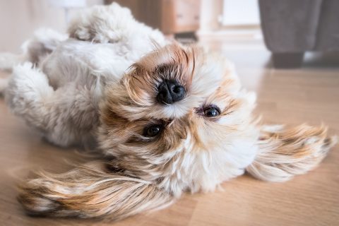 犬がヘソ天をする理由とは？｜寝方でわかる犬の気持ち・健康状態をチェックするポイントも解説