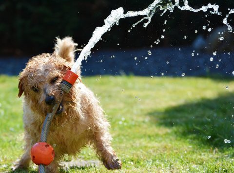 犬の熱中症対策は環境づくりが大切。｜症状や応急処置方法もわかりやすく解説