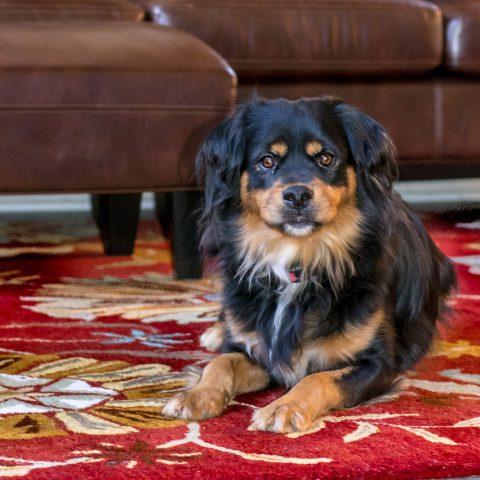 犬を室内で放し飼いにするには？｜放し飼いのメリット・デメリット、注意点も解説