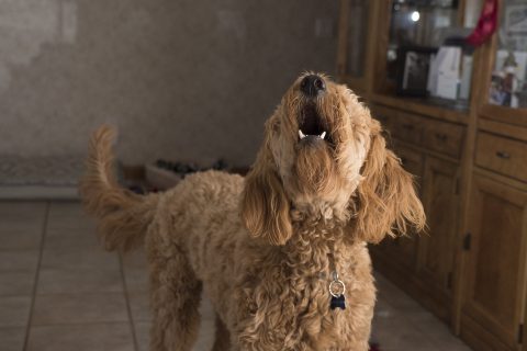 犬がキュンキュン鳴くのはなぜ？｜理由や鳴き方別の気持ち・注意点を解説