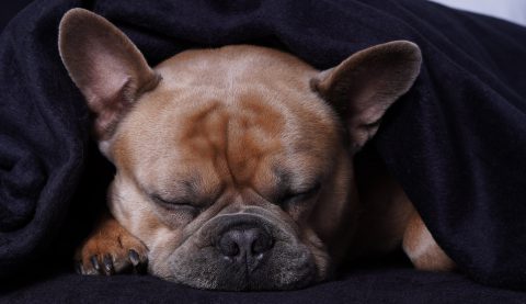 犬の耳垢が匂うときは要注意！｜病気の兆候として判断する耳垢の状態や耳掃除について解説