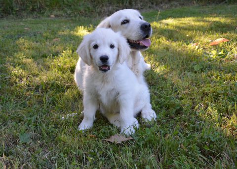 犬の生理期間の注意点とは？｜生理の仕組みや症状、間違えやすい病気などを詳しく解説