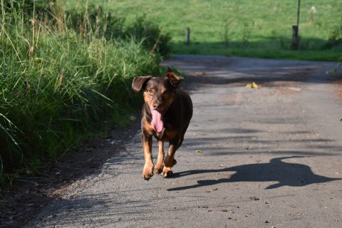 犬はなぜ脱走するの？｜理由や愛犬が脱走してしまった場合の対策など詳しく解説