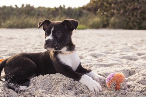 犬が穴を掘る理由とは 対策方法ややめさせるときの注意点を解説 愛犬 お悩みブログ