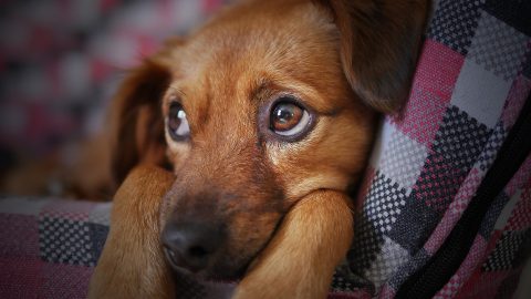 犬の上手な叱り方とは？|正しい6つの叱り方、やってはいけない叱り方について解説