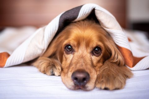 犬の寒さ対策のおすすめ｜犬種による寒さの感じ方の違い・犬が出すサインや注意点も解説
