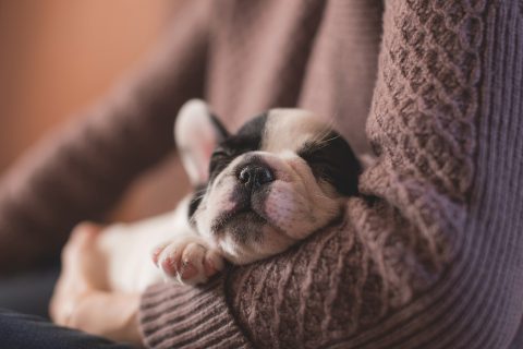 子犬の睡眠時間はどのくらい？｜快適な寝床づくりのポイントや注意点を解説