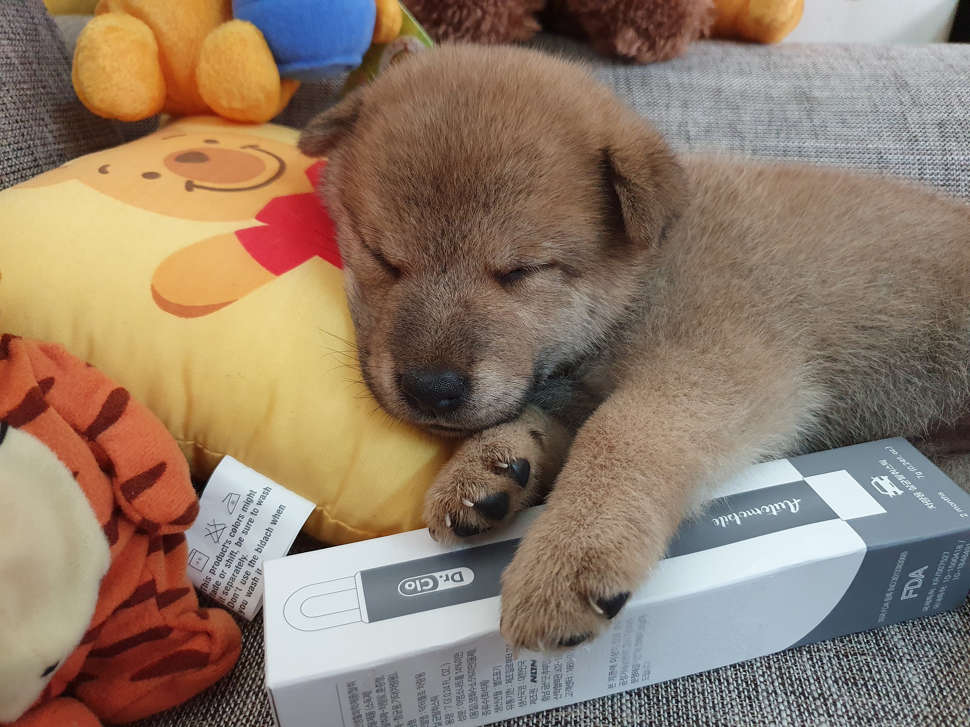 柴犬 を 家 の 中 で 飼う