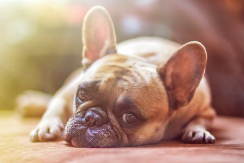 犬が鼻を鳴らす理由とは？｜逆くしゃみの症状や注意が必要な病気など合わせて紹介