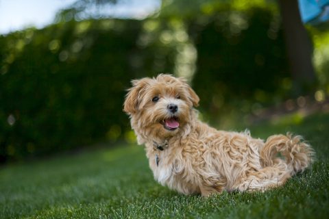 犬のしぐさで愛犬の気持ちはわかる？｜甘えや体調不良を知るためのポイントを紹介