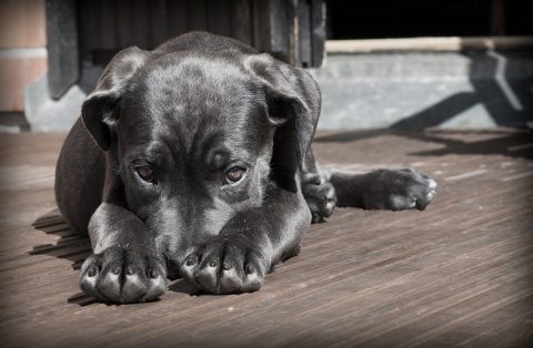 愛犬の匂いが気になる飼い主さん必見｜匂いの原因やすぐに試せる対策方法を紹介