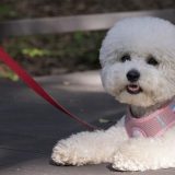 犬が散歩を嫌がるのはどうして？｜原因や対策を詳しく解説