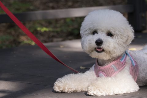 犬が散歩を嫌がるのはどうして？｜原因や対策を詳しく解説