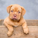 垂れ耳タイプの犬種14選｜垂れ耳の犬は必ず注意したい耳の病気についても詳しく解説