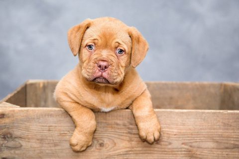 垂れ耳タイプの犬種14選｜垂れ耳の犬は必ず注意したい耳の病気についても詳しく解説