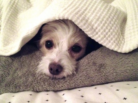 犬の寝相でわかる心理とは 健康状態 注意が必要な寝相も紹介 愛犬 お悩みブログ