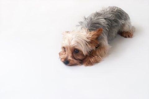 犬がついてくるのはなぜか｜愛情表現のほかに過度な後追いは「分離不安症」の心配もある