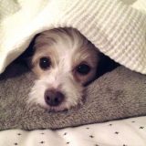 犬が見つめてくる5つの理由！｜目をそらすときや甘えサインについても解説